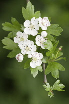 Hawthorn, Crataegus.