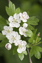 Hawthorn, Crataegus.