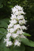 Horse chestnut, Aesculus neglecta erythroblastus.