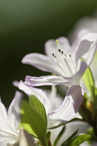Rhododendron.