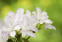 Rhododendron.