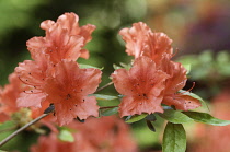 Rhododendron.