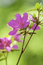 Rhododendron.