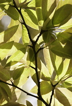 Magnolia.