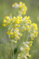 Cowslip, Primula veris.