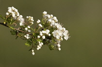 Hawthorn, Crataegus.