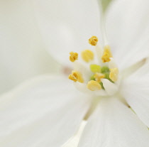 Snowdrop, Galanthus.
