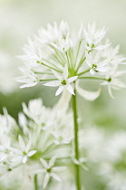 Wild garlic, Ramsons, Allium ursinum.