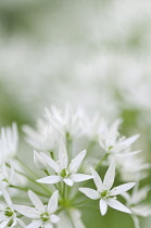 Wild garlic, Ramsons, Allium ursinum.