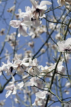 Magnolia, Magnolia campbellii.