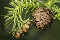 China Fir, Cunninghamia Lanceolata.