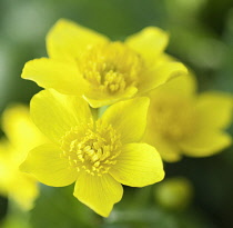 Marsh marigold, Caltha palustris.