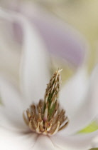Magnolia, Magnolia x loebneri.