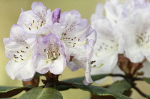 Rhododendron.