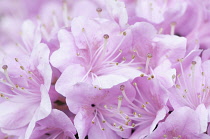 Rhododendron.