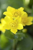 Marsh marigold, Caltha palustris 'Alba'.