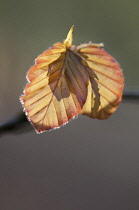 Copper beech, Fagus sylvatica purpurea.