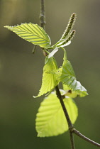 Birch, Betula.