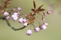 Cherry, Prunus.