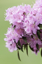 Rhododendron.
