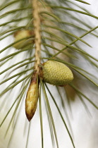 Pine, Fir or Spruce , Conifer.