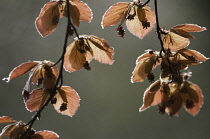 Copper beech, Fagus sylvatica purpurea.