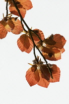 Copper beech, Fagus sylvatica purpurea.