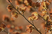 Copper beech, Fagus sylvatica purpurea.