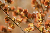 Copper beech, Fagus sylvatica purpurea.
