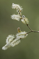 Pussy willow, Salix caprea.
