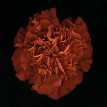 Carnation, Dianthus.