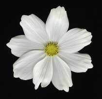 Cosmos.