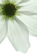 Cosmos.