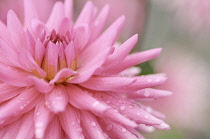 Dahlia.