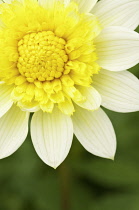 Dahlia.