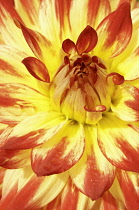 Dahlia.