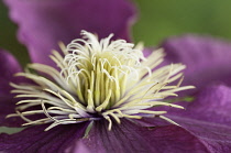 Clematis.