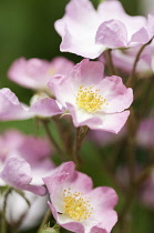 Rose, Rosa 'Ballerina'.