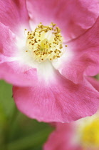 Rose, Rosa 'Ballerina'.