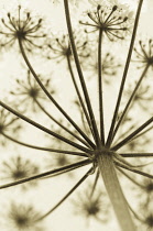 Hogweed, Heracleum sphondylium.
