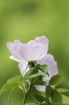 Rose, Wild rose, Dog rose, Rosa canina.