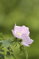 Rose, Wild rose, Dog rose, Rosa canina.