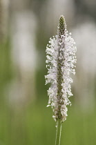 Plantain, Ribwort, Plantago lanceolata.