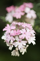 Primrose, Primula.