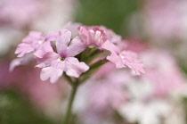 Primrose, Primula.