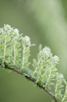 Plant.