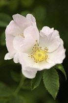 Rose, Wild rose, Dog rose, Rosa canina.