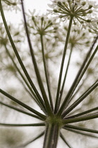 Hogweed, Heracleum sphondylium.