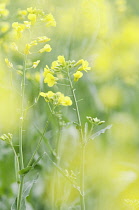 Oilseed rape, Brassica napus oleifera.