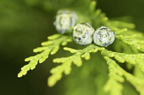 Juniper, Chinese juniper, Juniperus chinensis.